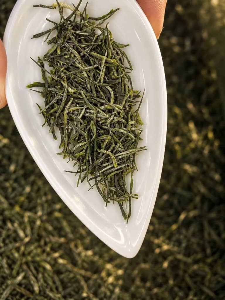 Slender needle-shaped Mao Jian green tea leaves in a white presentation dish